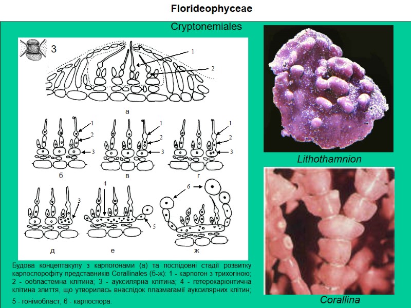 Будова концептакулу з карпогонами (а) та послідовні стадії розвитку карпоспорофіту представників Corallinales (б-ж): 1